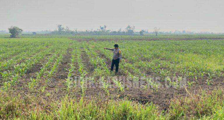 Polres HSU Pantau Pertumbuhan Jagung di Pinangkara, Lahan 3 Hektare Diproyeksikan Panen November