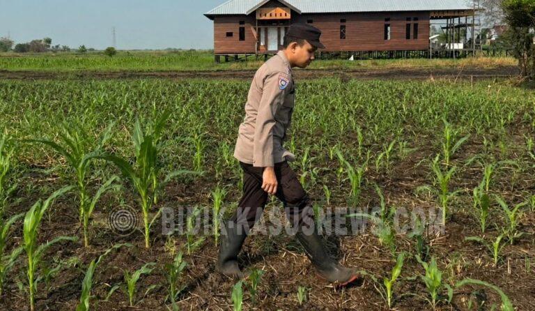 Polres HSU Pantau Pertumbuhan Jagung di Pinangkara, Lahan 3 Hektare Ditarget Panen November