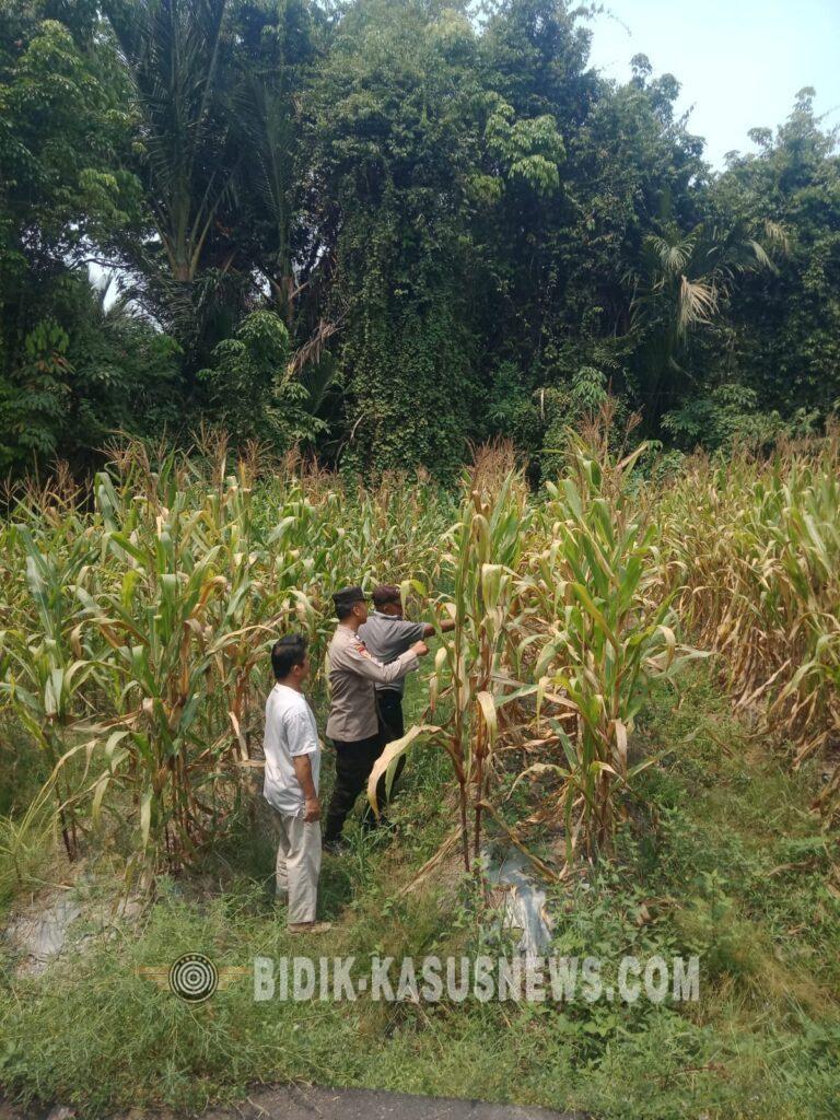Polsek Amuntai Tengah Pantau Perkembangan Swasembada Jagung, Dukung Ketahanan Pangan di HSU