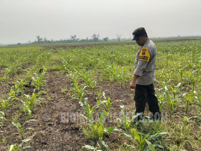 Polsek Babirik Pantau Jagung 3 Hektare di Desa Pinangkara, Ditargetkan Panen November