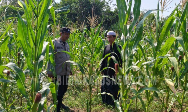 Polsek Amuntai Tengah Pantau Lahan Jagung di Muara Tapus, Dorong Ketahanan Pangan Berkelanjutan