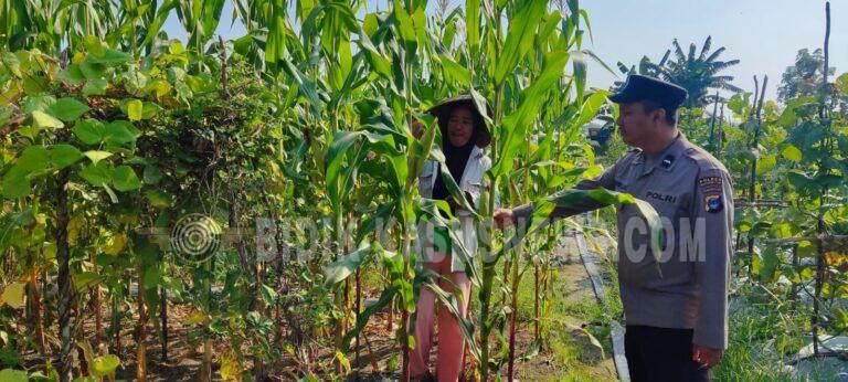 Polsek Banjang Dorong UMKM Manfaatkan KUR, Warga Desa Beringin Diberi Pemahaman soal Rafaksi