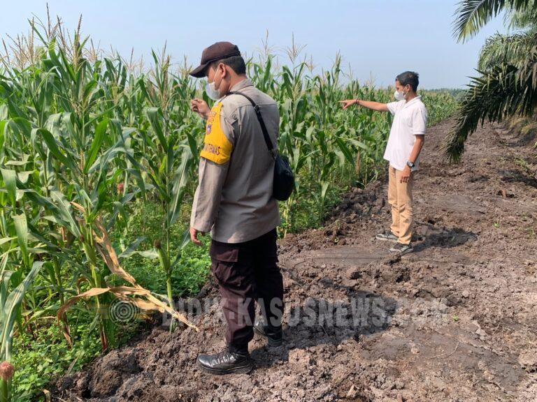 Lahan Jagung Tergenang Air, Polsek Amuntai Tengah Intensif Pantau Swasembada Pangan di Palampitan Hilir