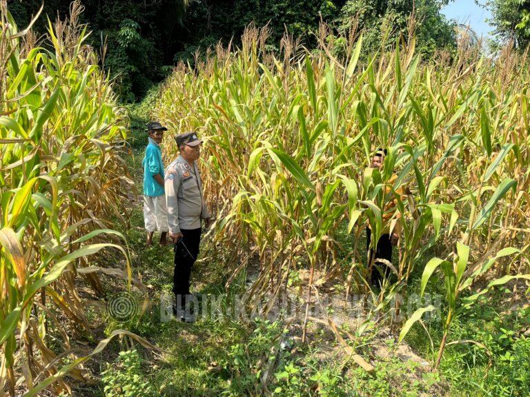 Polsek Banjang Sosialisasikan KUR dan Tabel Rafaksi, Dorong UMKM Akses Modal Usaha Secara Bijak