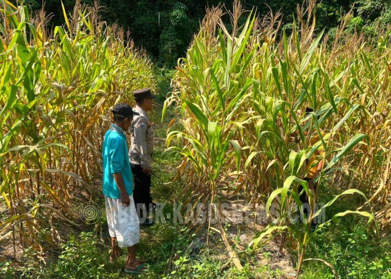 Polsek Banjang Sosialisasikan KUR dan Tabel Rafaksi, Dorong UMKM Akses Modal Usaha Secara Bijak
