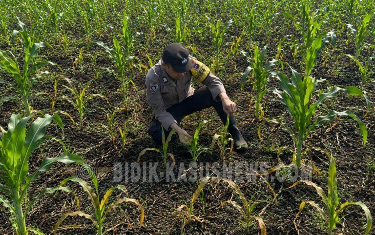 Polsek Babirik Monitoring Jagung Kuartal III di Pinangkara, Lahan 3 Hektare Diproyeksikan Panen November