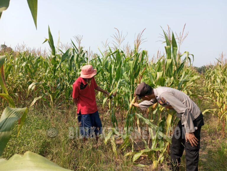Polsek Banjang Pantau Lahan Jagung 4 Hektare di Pulau Damar, Target Panen Oktober 2026