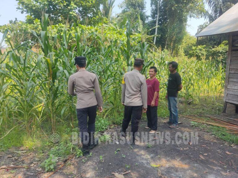 Polsek Amuntai Tengah Pantau Lahan Jagung, Dukung Penguatan Ketahanan Pangan di HSU
