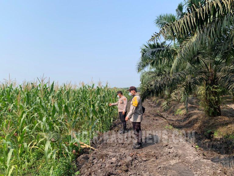 Polsek Banjang Pantau Lahan Jagung 4 Hektare di Pulau Damar, Panen Diperkirakan Oktober