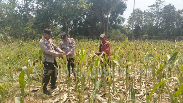 Polsek Amuntai Tengah Pantau Perkembangan Lahan Jagung, Dorong Kemandirian Pangan di HSU