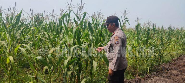 Polsek Banjang Pantau Lahan Jagung 4 Hektare di Pulau Damar, Panen Diproyeksikan Oktober 2026
