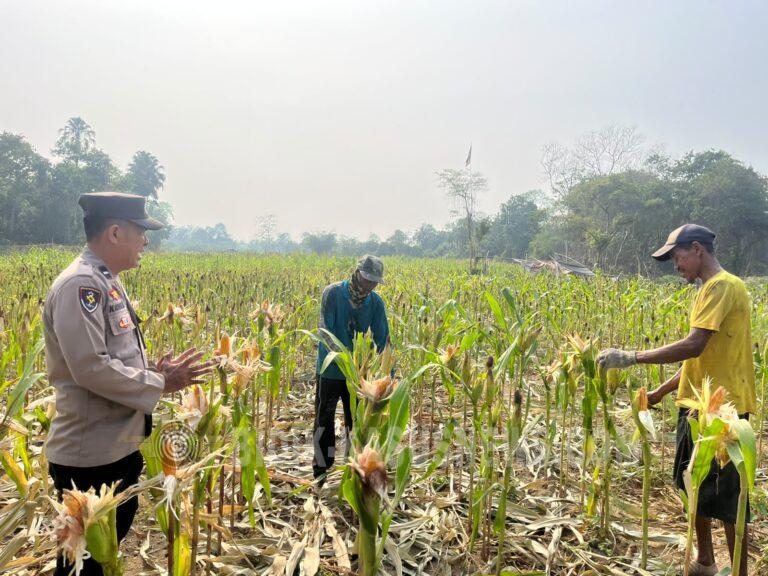 Lahan Jagung Tergenang Air, Polsek Amuntai Tengah Intensifkan Monitoring Swasembada Pangan