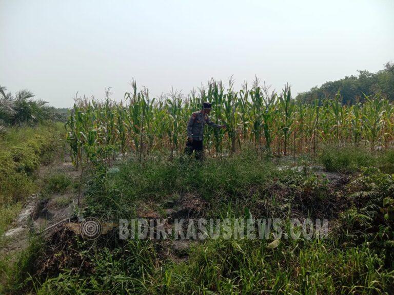 Polsek Banjang Pantau Lahan Jagung 4 Hektare di Pulau Damar, Target Panen Oktober 2026