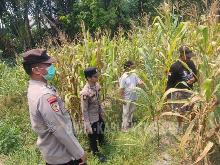 Polsek Amuntai Tengah Pantau Lahan Jagung di Palampitan Hilir, Perkuat Ketahanan Pangan HSU