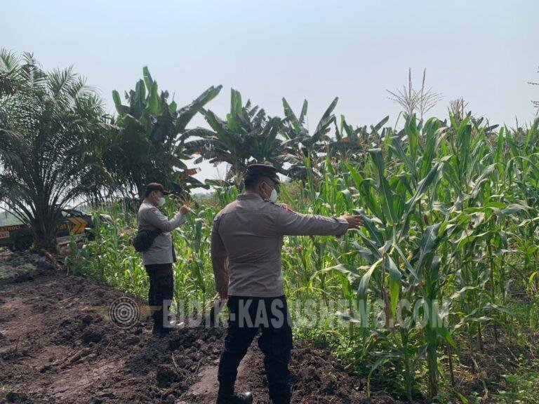 Polsek Banjang Pantau Lahan Jagung 4 Hektare di Pulau Damar, Panen Diproyeksikan Oktober