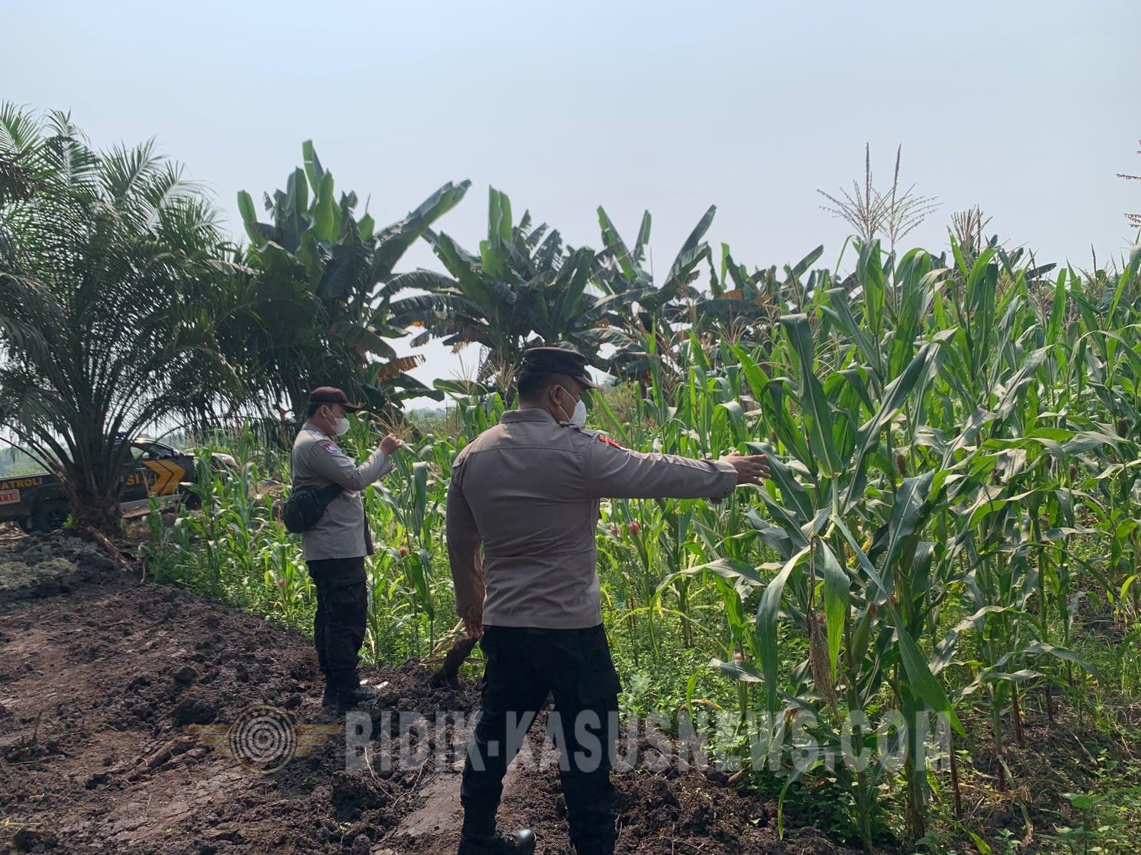 Polsek Banjang Pantau Lahan Jagung 4 Hektare di Pulau Damar, Panen Diproyeksikan Oktober