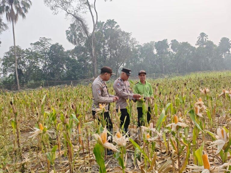 Polsek Amuntai Tengah Pantau Lahan Jagung di Karias Dalam, Dukung Ketahanan Pangan HSU