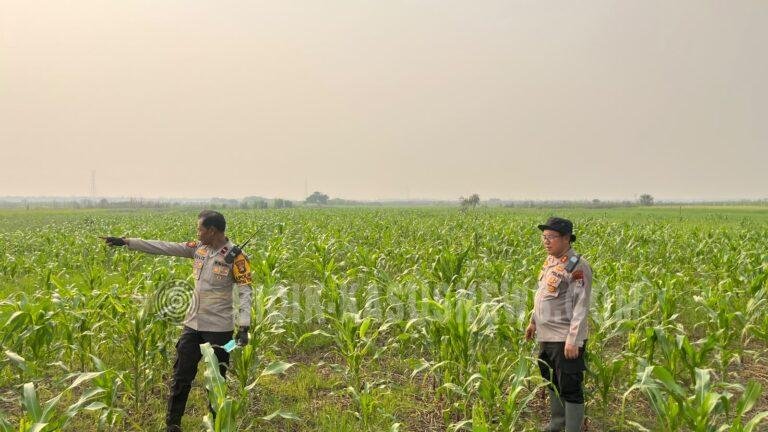 Kapolres HSU Turun Langsung Pantau Lahan Jagung Binaan Polsek Amuntai Tengah