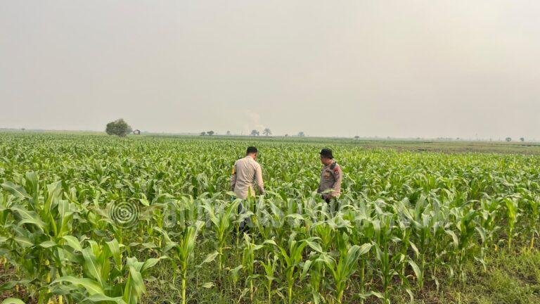 Kapolres HSU Pantau Lahan Jagung di Pinangkara, Pastikan Program Swasembada Pangan Berjalan