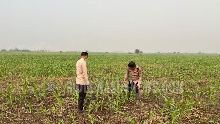 Kapolres HSU AKBP Agus Nuryanto Pantau Lahan Jagung 4 Hektare di Desa Pinangkara