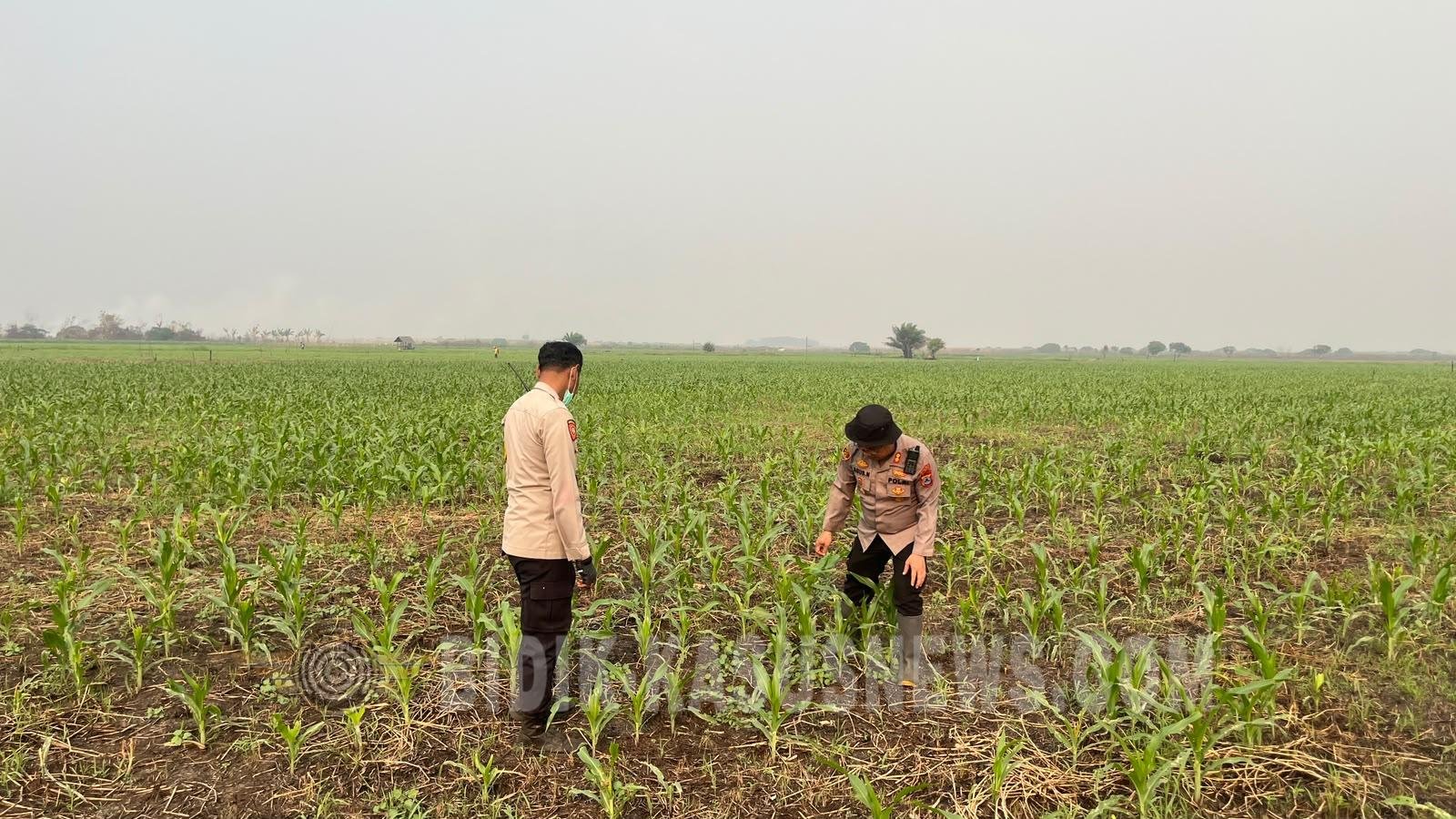 Kapolres HSU AKBP Agus Nuryanto Pantau Lahan Jagung 4 Hektare di Desa Pinangkara