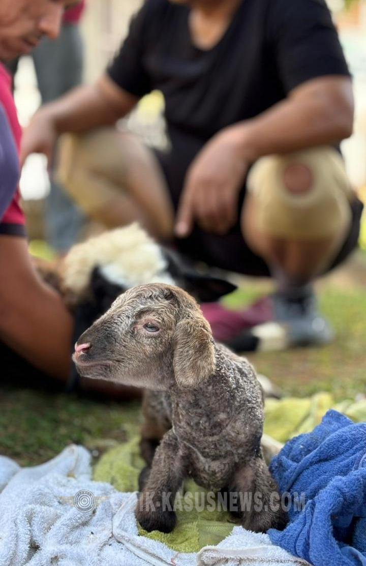 Kabar Bahagia dari Rutan Jepara, Domba Merino Lahirkan Anakan Sehat