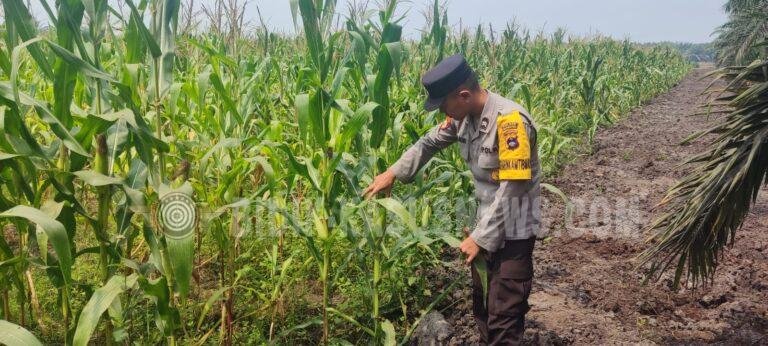 Polsek Banjang Pantau Lahan Jagung 4 Hektare di Pulau Damar, Tanaman Capai 2,1 Meter