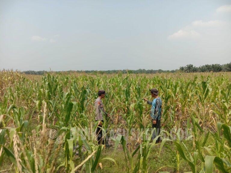 Polsek Banjang Pantau Lahan Jagung 4 Hektare di Pulau Damar, Panen Ditargetkan Oktober