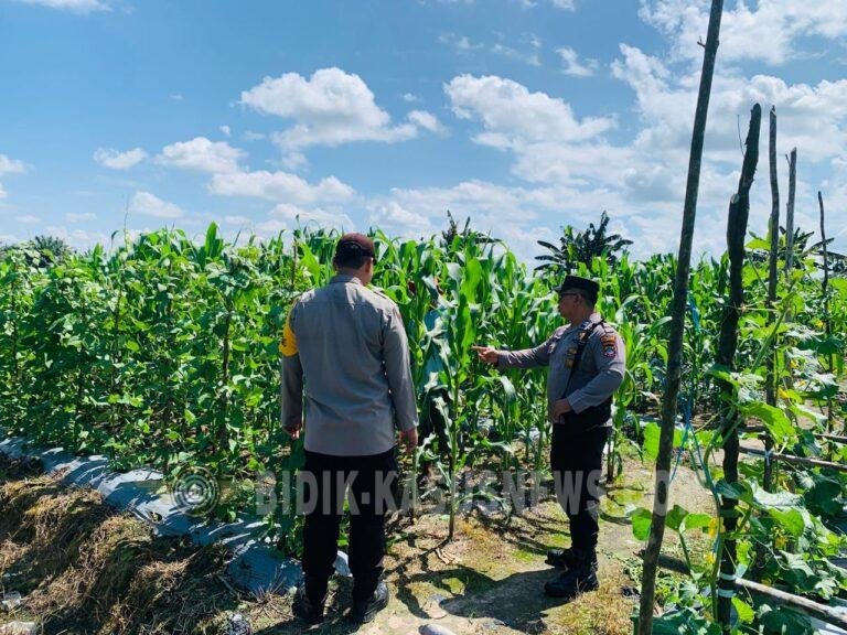 Polsek Banjang Pantau Lahan Jagung 4 Hektare di Pulau Damar, Panen Diproyeksikan Oktober
