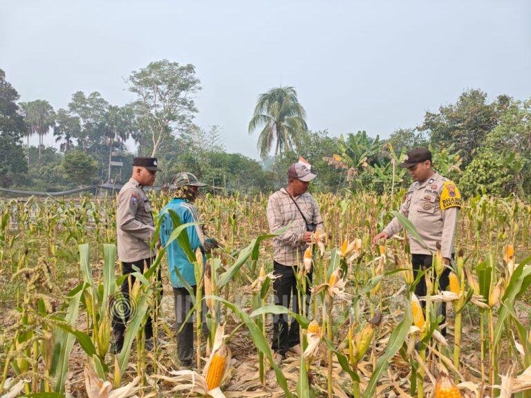 Polsek Banjang Pantau Lahan Jagung 4 Hektare di Pulau Damar, Panen Diproyeksikan Oktober