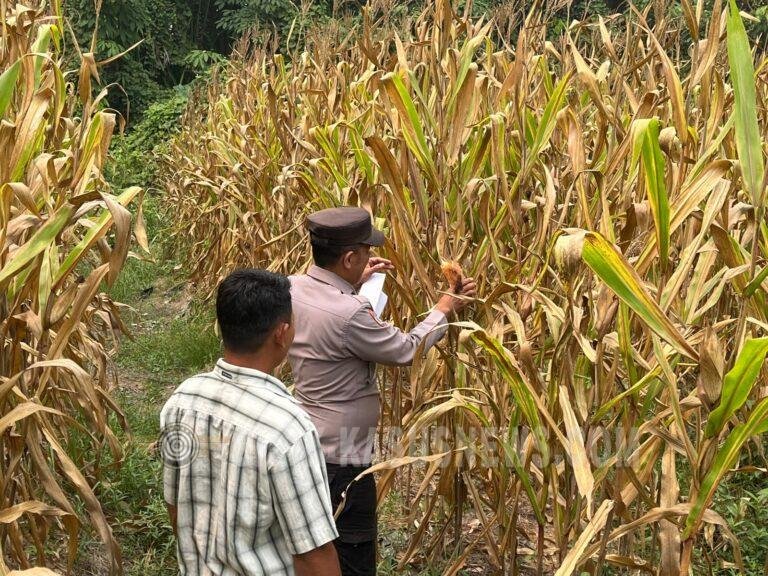 Polsek Amuntai Tengah Pantau Lahan Jagung, Sejumlah Area Petani Masih Tergenang Air
