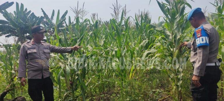 Polsek Banjang Pantau Lahan Jagung 4 Hektare di Pulau Damar, Ditargetkan Panen Oktober
