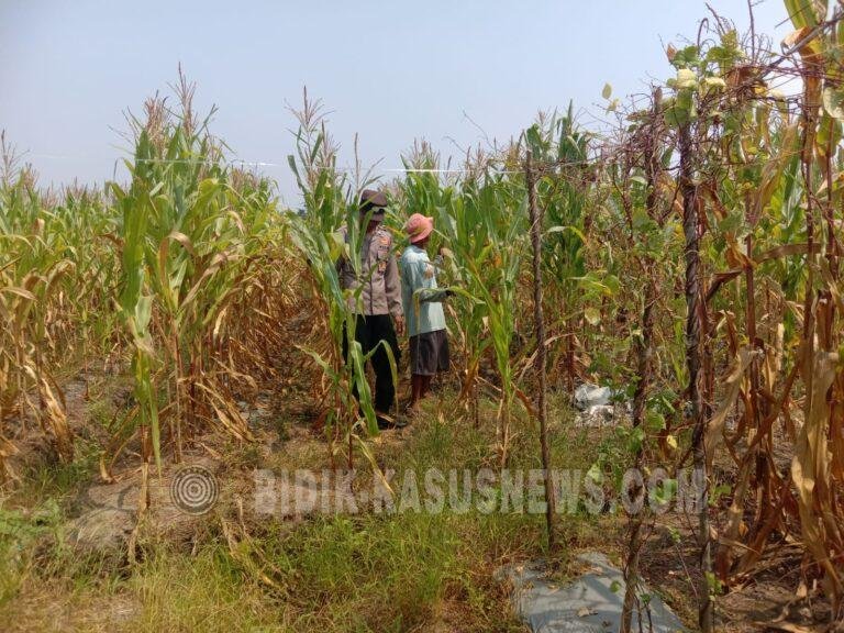 Polsek Banjang Pantau Lahan Jagung 4 Hektare di Pulau Damar, Diproyeksikan Panen Oktober