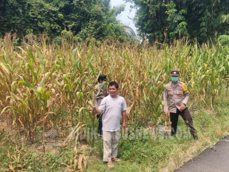 Polsek Amuntai Tengah Pantau Lahan Jagung di Palampitan Hilir, Dukung Ketahanan Pangan HSU