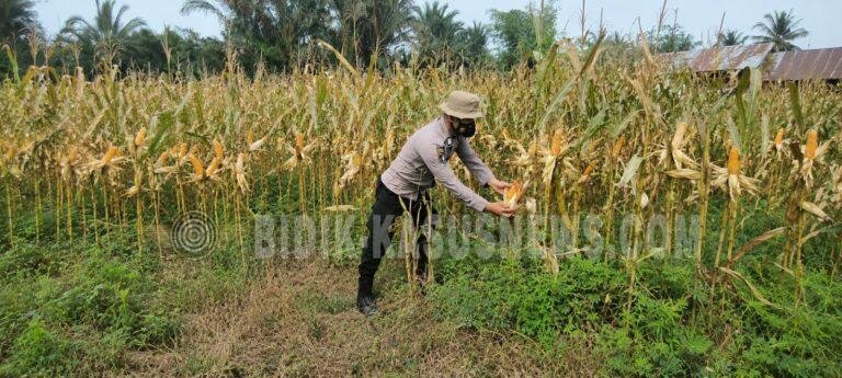 Lahan Jagung Terendam Air, Polsek Amuntai Selatan Tetap Kawal Program Ketahanan Pangan di HSU