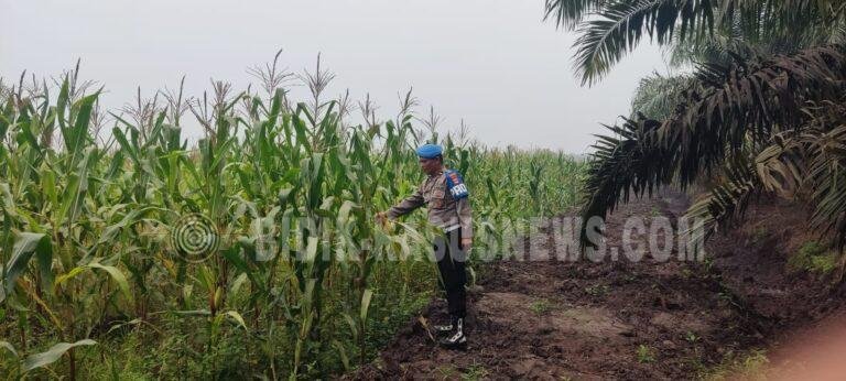 Polsek Banjang Pantau Lahan Jagung 4 Hektare di Pulau Damar, Ditargetkan Panen Oktober