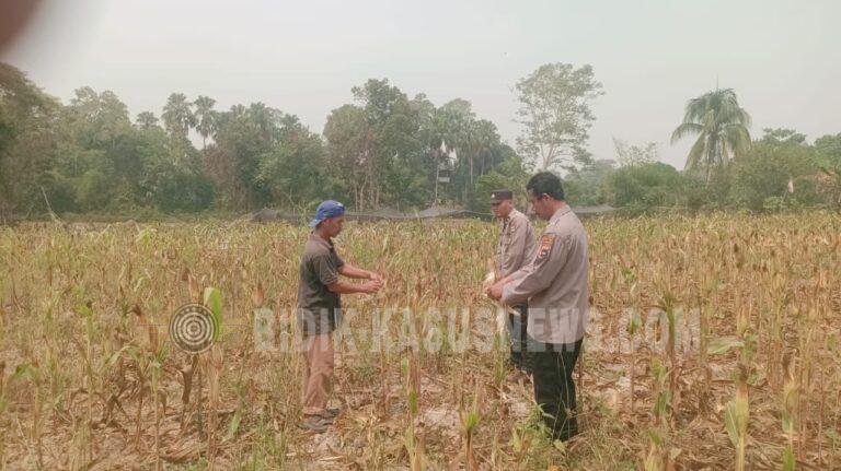 Dukung Ketahanan Pangan, Polsek Amuntai Tengah Pantau Perkembangan Lahan Jagung di HSU