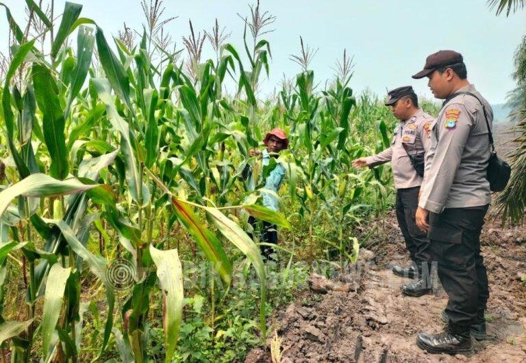 Polsek Banjang Pantau Lahan Jagung 4 Hektare di Pulau Damar, Diproyeksikan Panen Oktober