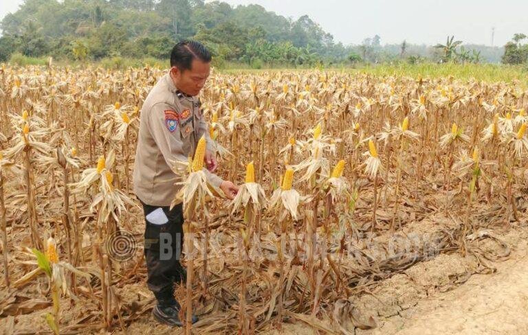 Banjir Ganggu Pertumbuhan Jagung di Tambalang Kecil, Polsek Sungai Pandan Lakukan Monitoring