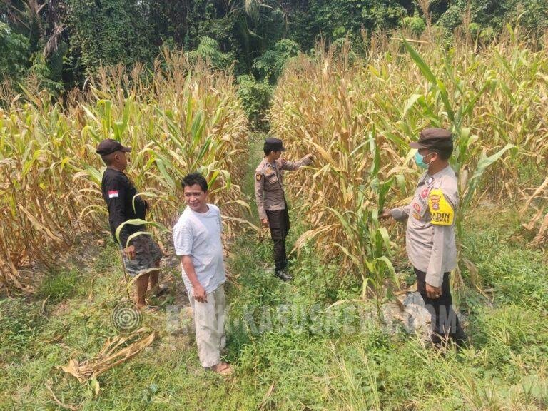 Polsek Amuntai Tengah Pantau Perkembangan Lahan Jagung, Dukung Ketahanan Pangan di HSU