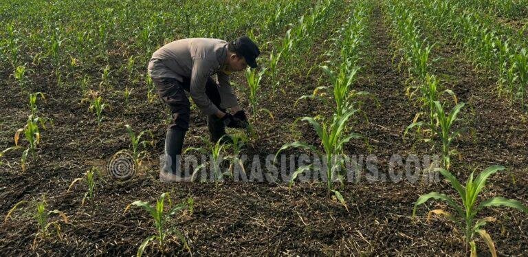 Polsek Babirik Monitoring Pertumbuhan Jagung 3 Hektare di Desa Pinangkara