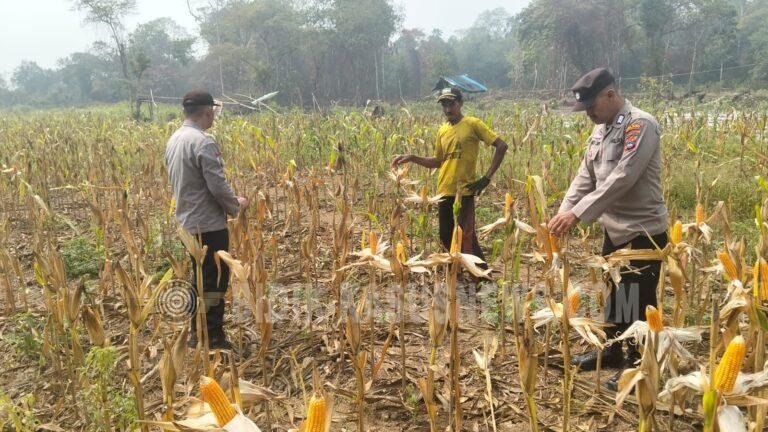 Polsek Amuntai Tengah Pantau Perkembangan Lahan Jagung, Dorong Ketahanan Pangan di HSU