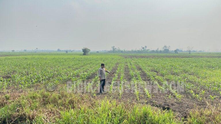 Polsek Babirik Pantau Pertumbuhan Jagung di Pinangkara, Lahan 3 Hektare Diproyeksikan Panen November