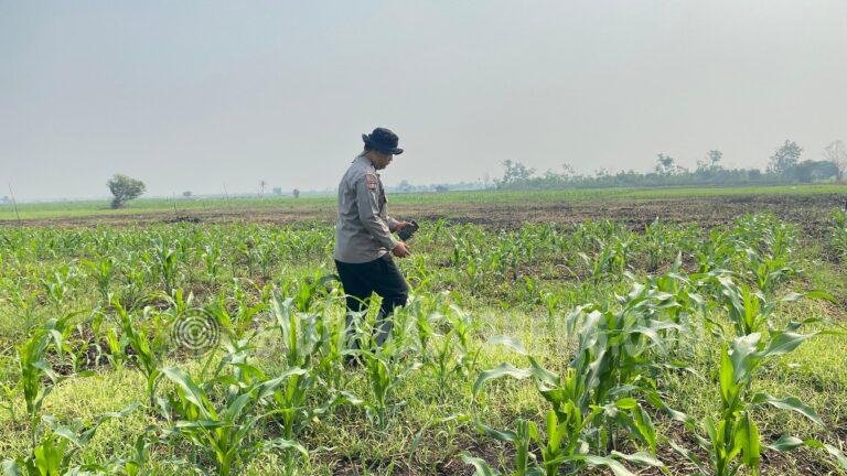 Pantau Ketahanan Pangan, Polsek Babirik Monitoring Pertumbuhan Jagung di Lahan 3 Hektare