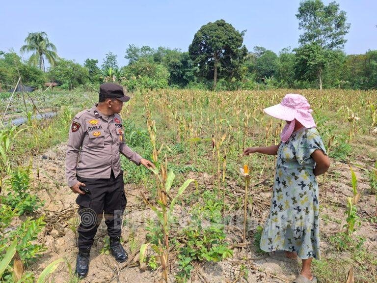Lahan Jagung Tergenang, Polsek Amuntai Tengah Intensif Pantau Ketahanan Pangan di Sungai Karias