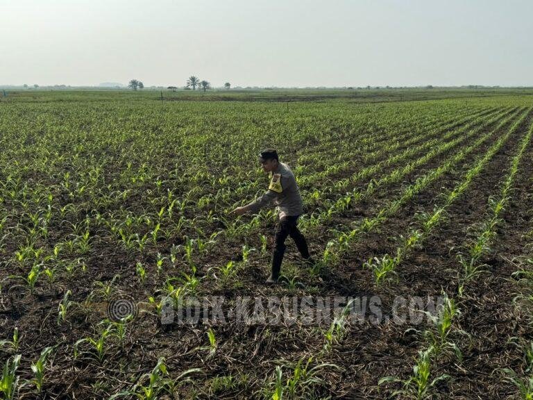 Pantau Ketahanan Pangan, Polsek Babirik Monitoring Pertumbuhan Jagung di Desa Pinangkara