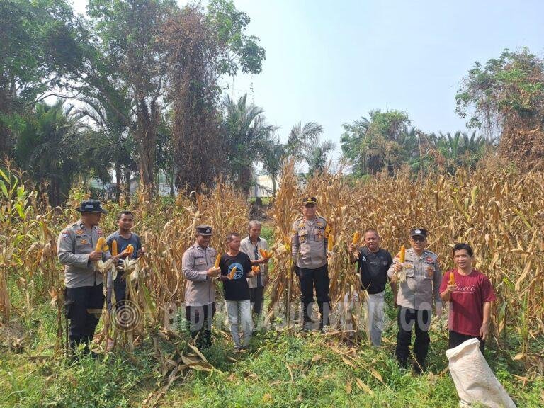 Panen Jagung di Panangkalaan, Polsek Amuntai Utara Dukung Swasembada Pangan di Tengah Tantangan Banjir