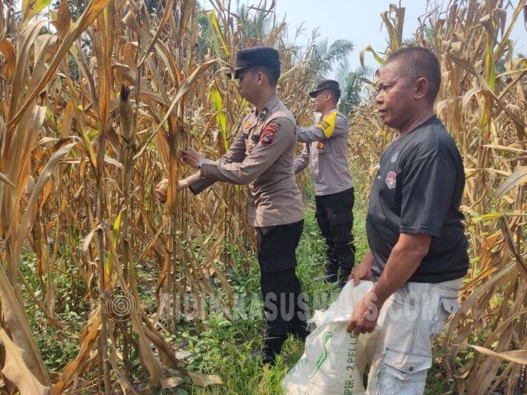 Panen Raya Jagung di Palampitan Hilir, Polsek Amuntai Tengah Dorong Ketahanan Pangan