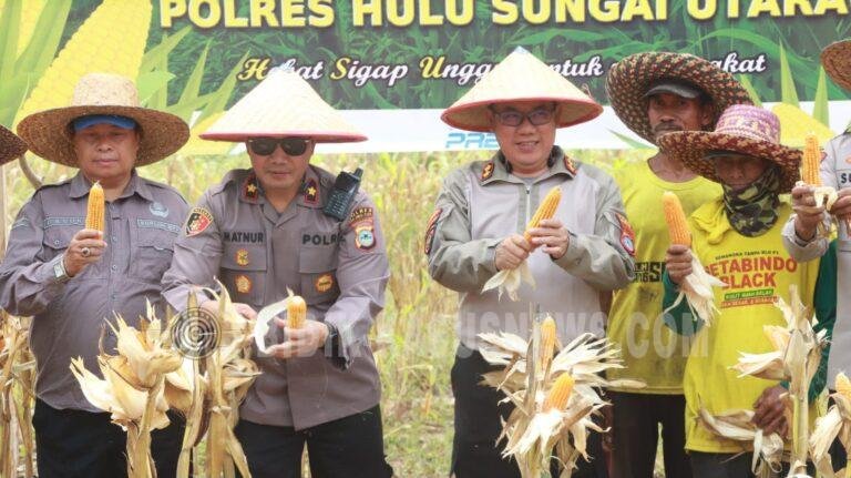 Panen Raya Jagung Pakan di HSU, Polres Dorong Ketahanan Pangan dari Lahan Binaan Polri