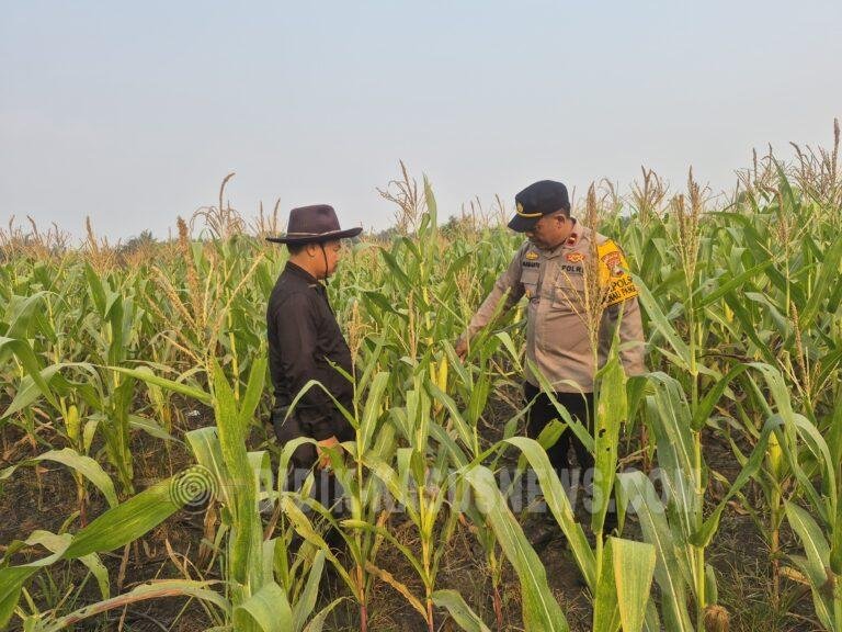 Polsek Danau Panggang Pantau Tanaman Jagung Binaan di Pinangkara, Dukung Ketahanan Pangan